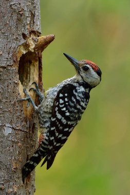 Siyah beyaz kuş, ağaç evindeki delik yuvasının yanına tünemiş kızıl başlı, dolgun göğüslü ağaçkakan erkek, Dendrocopos macei