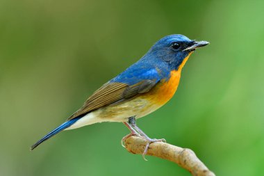 Çin mavi sinekkapanı (Cyornis glaucicomans) kış mevsiminde Tayland 'a göç ederken mavi ve turuncu tüylü en renkli kuşlardan biridir.