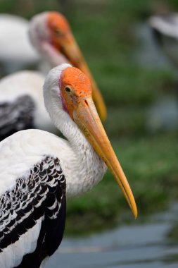 Boyalı Leyleğin (Mycteria leucocephala) parlak sarı yüzünü kapat. Büyük çene ile siyah beyaz kuş sürüsü arasında bataklıkta duruyor.