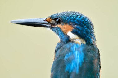 Kapatın gözlerinizi ve tüylerinizi Kingfisher 'ın, keskin gagalı minik mavi kuşu
