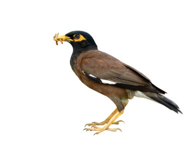 Yaygın ya da Hint Myna 'sı (Acridotheres tristis) kahverengi ve siyah başlı sığırcık kuşu, beyaz arka planda izole edilmiş bir beslenme mevsiminde bebeğine pek çok solucan yemeği taşır.