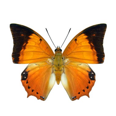 Tawny Raca ya da Charax 'lar Bernardus heirax. Siyah kenar kanatlı güzel kahverengiler. Kelebek, beyaz arka planda daha az beyaz şeritli arka planda izole edilmiş.