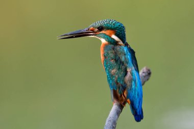 Yemekten sonra gagasında balık derisi olan kirli yüzlü, Balıkçılığın kralı, minik