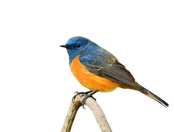 Schöne Blaue Und Oragne Vogel Hockt Auf Holzstab Isolierten Hintergrund — Stockfoto