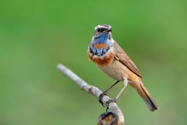 Beautiful Blue Chin Bird Orange Its Chest Brown Its Body — Stock Photo, Image