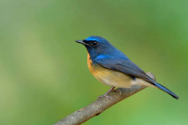 Schöner Heller Und Samtblauer Vogel Mit Orangefarbenen Federn Der Auf — Stockfoto