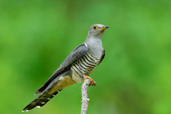 Hermoso Pájaro Gris Posado Rama Cthin Urve Sobre Fondo Verde — Foto de Stock