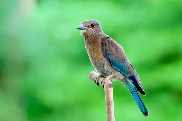 Beautiful naive grey to blue plumage bird perching on thin wooden branch in nature, Juvenile Indian roller (Blue Jay)