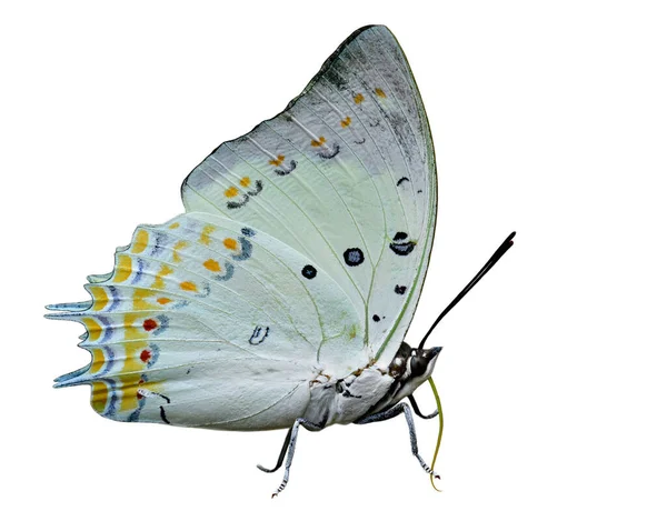 Hermosa Mariposa Blanca Pálida Decorada Con Manchas Diamante Naranja Con —  Fotos de Stock