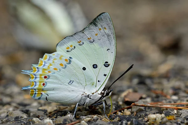 美丽的白色蝴蝶 翅膀上有橙色的菱形斑点 栖息在地上 从自然界的泥土中汲取花蜜 — 图库照片