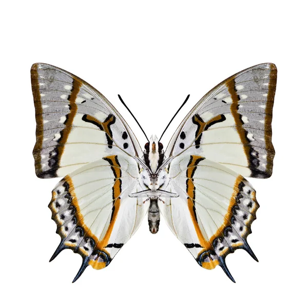 Όμορφο Χλωμό Λευκό Πορτοκαλί Και Φωτεινό Πεταλούδα Αγκάθι Μεγάλη Nawab — Φωτογραφία Αρχείου