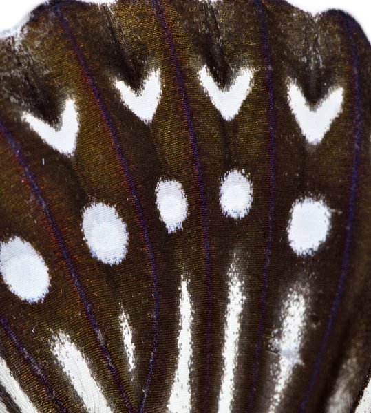 Beautiful pattern of white hearts with white lines over Blue Kaiser butterfly wings on sharp texture, fascinated animal part