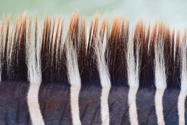 Красивый Прямой Ряд Мягкий Мех Зебры Шеи Волосы Животных Прекрасном — стоковое фото