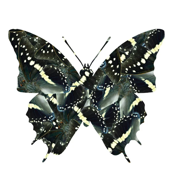 黑色和白色的迷彩服覆盖了白色的背景在黑色的王冠蝴蝶的形状 迷人的幻影 — 图库照片