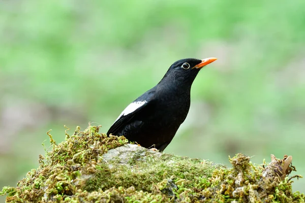 Black bird with surprise face while looking for meal on green mossy rock in early morning, Grey-winged blackbird (Turdus boulboul)