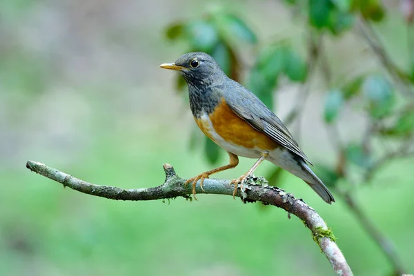 Zwarte Lijsterbes Turdus Dissimilis Mooie Schilferige Borst Met Bruine Borst — Stockfoto