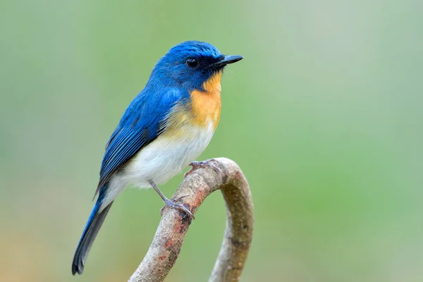 Blauer Vogel Sitzt Ruhig Auf Holzstab Sehr Weicher Lichtumgebung Schöne — Stockfoto