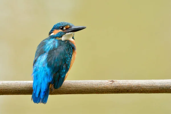 Modrý Pták Osamělý Sedí Větvi Stromu Údivem Tvář Pohledem Fotografa — Stock fotografie
