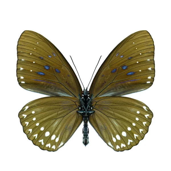 Blauwe Kaiser Penthema Darlisa Melema Voorvleugeldeel Natuurlijk Kleurprofiel Exotische Donkerbruine — Stockfoto