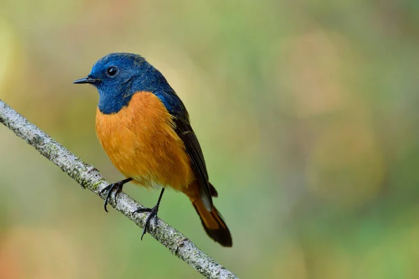 Blaustirnrotschwanz Phoenicurus Frontalis Männchen Hat Hellblaue Und Orangefarbene Federn Mit — Stockfoto