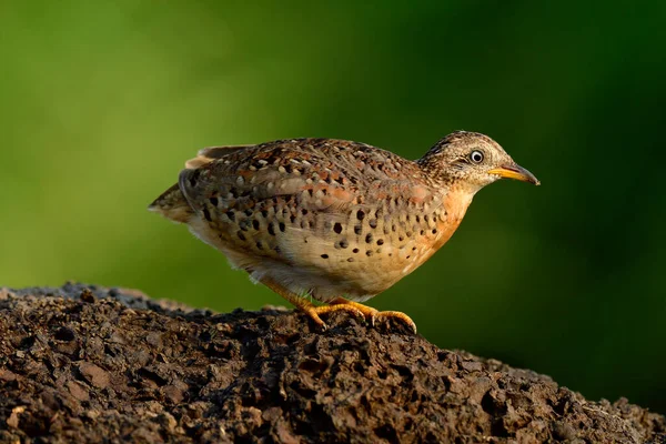 Burung Coklat Berjalan Menuruni Bukit Atas Rumput Hijau Sebagai Hari — Stok Foto