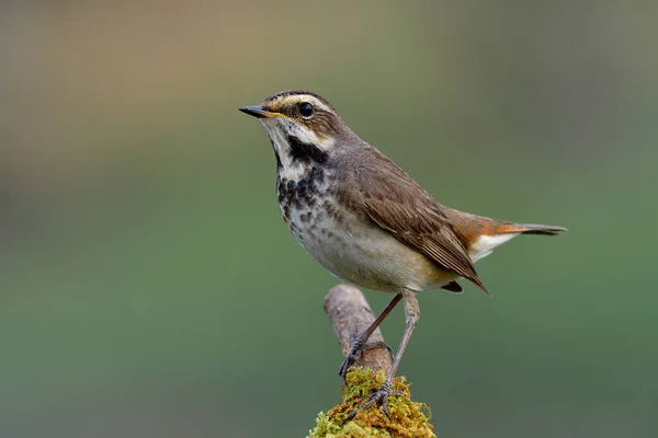 Pájaro Marrón Con Marcas Negras Pecho Felizmente Posado Una Rama — Foto de Stock