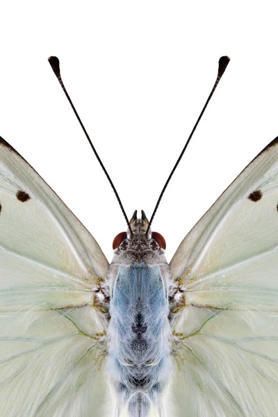 Cabeza Mariposa Con Dos Antenas Ojos Claros Del Emperador Blanco —  Fotos de Stock