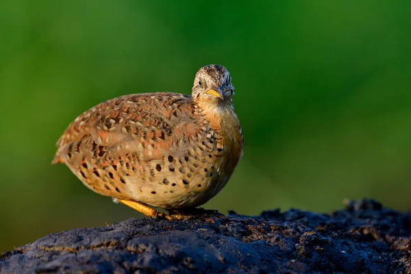 Mimetizzazione Uccello Marrone Facendo Mattina Prendere Sole Terra Sfondo Verde — Foto Stock