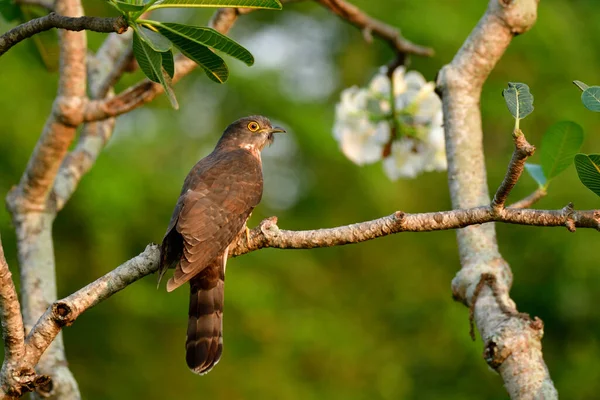 バンコク市内庭園の白い花の枝に黄色の輪目の鳥が群生するカモフラージュブラウン 大きな鷹カッコウ Hieroccyx Sparveriides — ストック写真