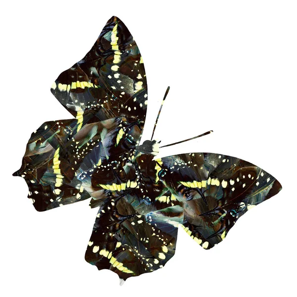 Καμουφλάζ Πεταλούδα Ασκινωμένη Φιγούρα Ψευδαίσθηση — Φωτογραφία Αρχείου