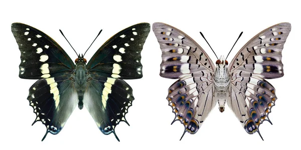 Charaxes Solon Black Rajah Preto Amarelo Retrospectiva Vista Cinza Fino — Fotografia de Stock