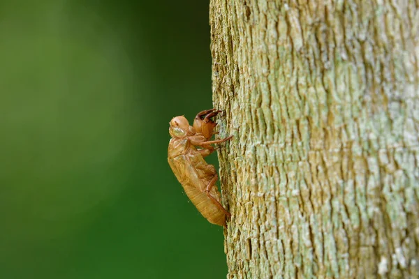 仙女座仙女座仙女座依附在树皮上 覆盖在自然界的绿色背景 昆虫头骨上 — 图库照片