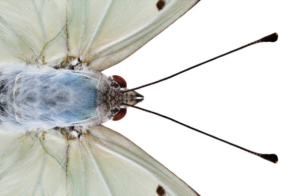 用长长的天线把白蝴蝶的头和眼睛围在一起 它的背景是白色的 令人惊讶的动物 — 图库照片