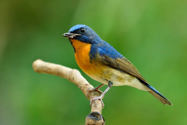 Close Blue Bird Orange Feathers Has Bent Beak Injured Mandible — Stok Foto