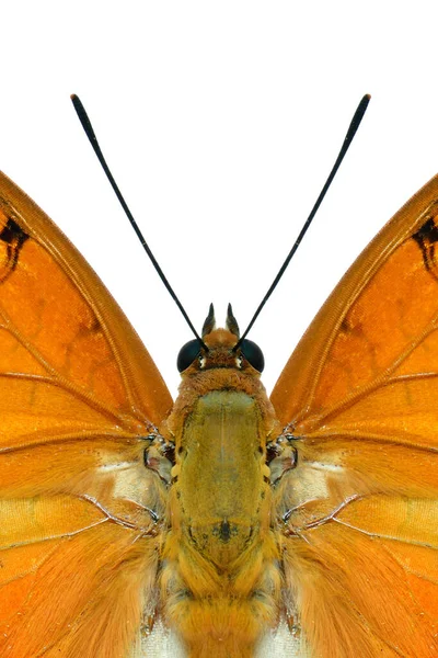 近视的眼睛天线和翅膀的普通Tawny Rajah或Charaxes Bernardus Heirax美丽生动的褐色与黑色边缘翅膀蝴蝶白色背景 — 图库照片