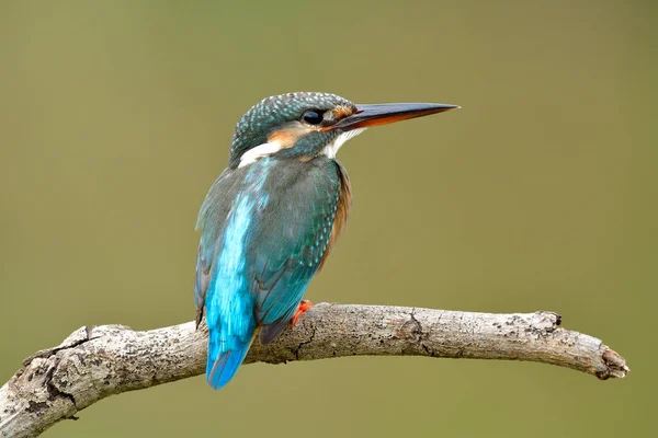 Common Kingfisher Alcedo Atthis Lovely Tiny Blue Green Bird Perching — Stock Photo, Image