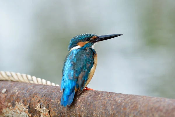 Common Kingfisher Alcedo Atthis New Feathers Growing Its Face Wings — Stock Photo, Image