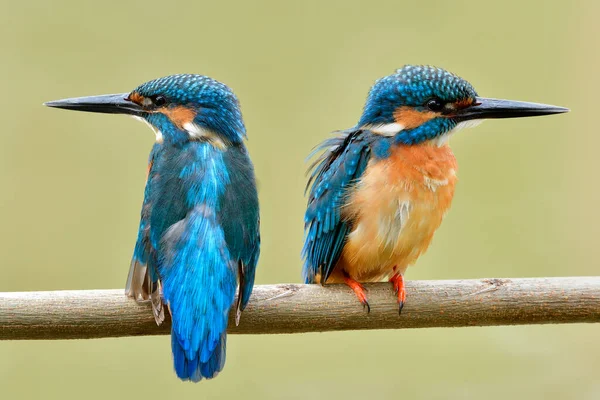 Couple Common kingfisher (Alcedo atthis) beautiful turquoise birds perching on wooden together over fine blur background on soft lighting day