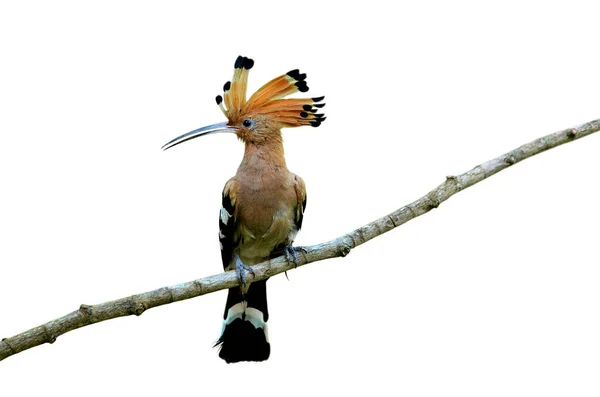 Eurásia Hoopoe Comum Épocas Upupa Belo Pássaro Cabeça Espiga Marrom — Fotografia de Stock