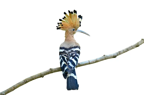 Eurasian Common Hoopoe Upupa Epops Beautiful Spike Head Bird Perching — Stock Photo, Image