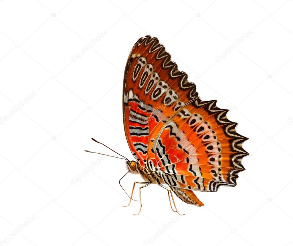 Cethosia biblis (Red Lacewing) bright red to orange and yellow with beautiful black and white livery on its camouflage wings isolated on white background, exotic nature