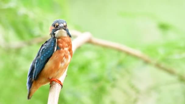 Mooie Kleine Gemeenschappelijk Ijsvogel Zittend Een Swing Boom Tak Winderige — Stockvideo