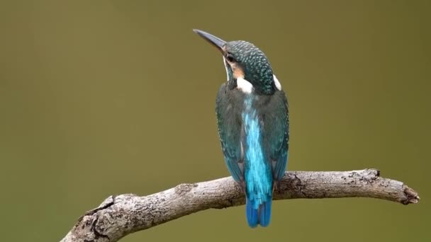 Bello Piccolo Uccello Blu Saltare Giù Dal Appollaiarsi Mentre Esegue — Video Stock