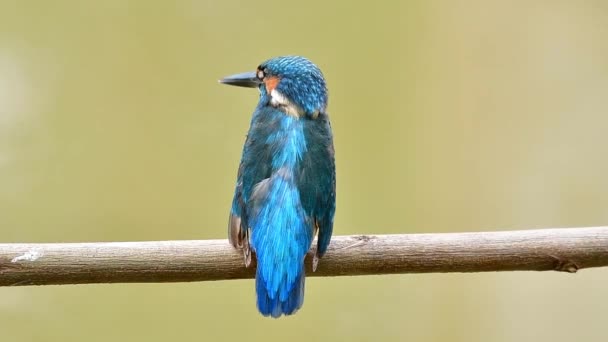 Közös Kingfisher Gyönyörű Hátú Kék Madár Bársony Tollak Hallgat Más — Stock videók