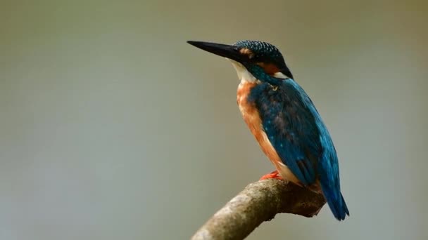 Divertente Uccellino Blu Ramo Legno Con Viso Stupendo Allegro Animale — Video Stock