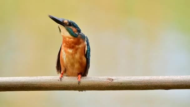 Közönséges Kingfisher Kis Türkiz Kék Barna Mellkas Riasztás Inváziós Madár — Stock videók