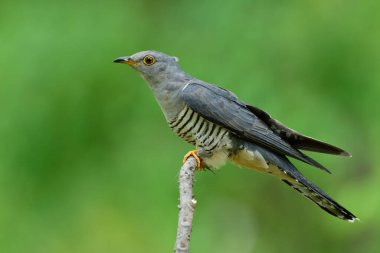 Karnı çizgili, sarı gözlü egzotik gri yüzükler doğanın ince dalına tüneyen Himalaya guguk kuşu (Cuculus saturatus))