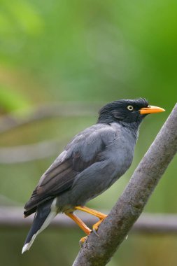 Büyülenmiş gri kuş sarı gagaları ve ağaç dalına tünemiş bacakları, Javan Myna (Acridotheres javanicus)