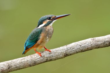 Tayland 'a göçmen döneminde kahverengimsi-koyu gri tüylü ortak Kingfisher (Alcedo at this) ön görünümü