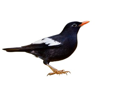 Gri kanatlı karatavuk (Turdus boulboul) güzel siyah kuş, beyaz arka planda beyaz tüyleri ve parlak turuncu gagaları var.